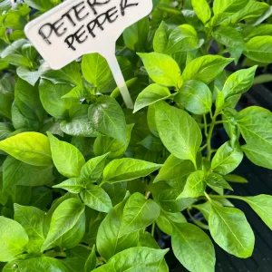 Peter Pepper, Willy Chilly- 4 Live Seedlings - Image 1