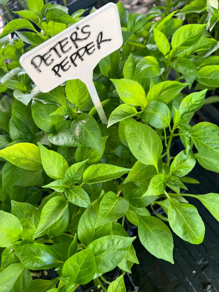 Peter Pepper, Willy Chilly- 4 Live Seedlings - Image 1