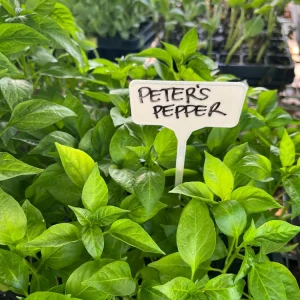 Peter Pepper, Willy Chilly- 4 Live Seedlings - Image 2