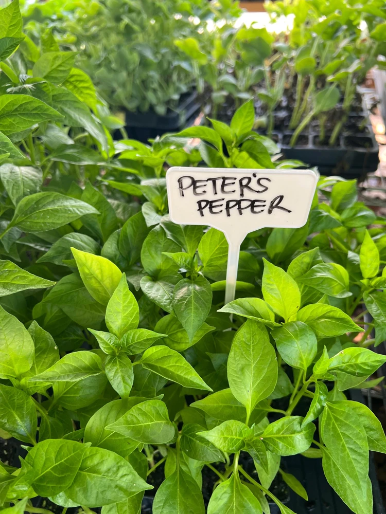 Peter Pepper, Willy Chilly- 4 Live Seedlings - Image 2