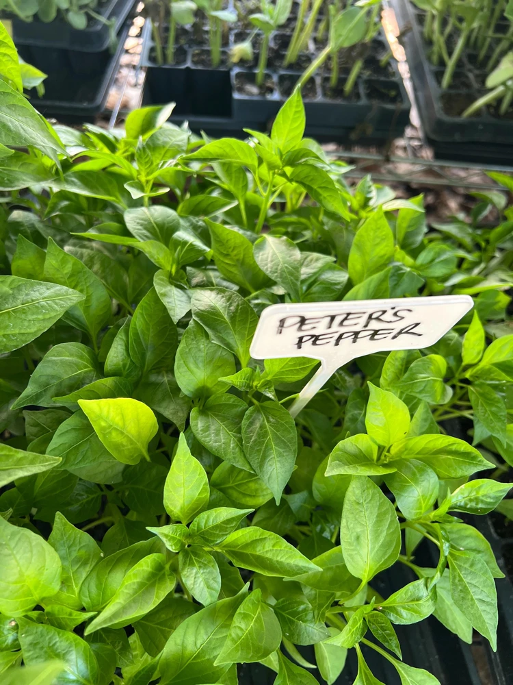 Peter Pepper, Willy Chilly- 4 Live Seedlings - Image 3