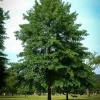 Pin Oak Live Plant – Quercus palustris – 4" Root Ball, 12-18" Tall Shade Tree - Image 1