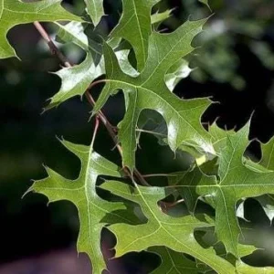 Pin Oak Live Plant – Quercus palustris – 4