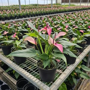 Pink Anthurium Zizou Live Plant – Tropical Flowering Houseplant – 4 Inch Pot - Image 2