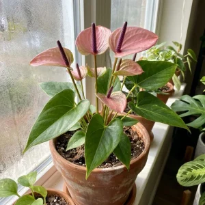 Pink Anthurium Zizou Live Plant – Tropical Flowering Houseplant – 4 Inch Pot - Image 3