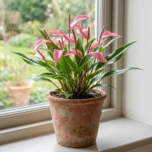Pink Anthurium Zizou Live Plant – Tropical Flowering Houseplant – 4 Inch Pot - Image 4