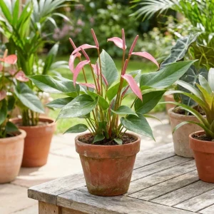 Pink Anthurium Zizou Live Plant – Tropical Flowering Houseplant – 4 Inch Pot - Image 5