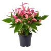 Pink Anthurium Zizou Live Plant – Tropical Flowering Houseplant – 4 Inch Pot - Image 1
