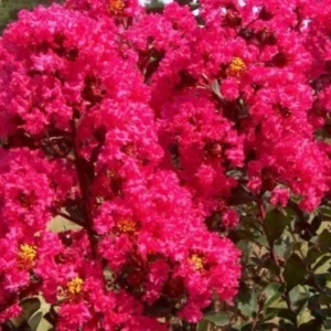 Pink Crape Myrtle Live Plant 12-24