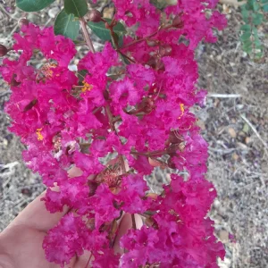 Pink Crape Myrtle Live Plant 12-24