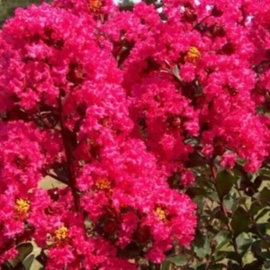 Pink Crape Myrtle Live Plant 18-24" Trade Gallon - Fast Growing Outdoor Shrub - Image 2
