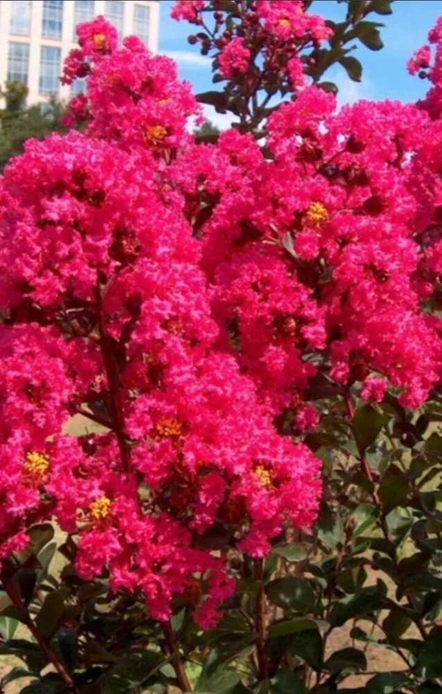 Pink Crape Myrtle Live Plant 18-24" Trade Gallon - Fast Growing Outdoor Shrub - Image 2