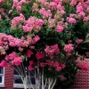 Pink Crape Myrtle Live Plant 18-24" Trade Gallon - Fast Growing Outdoor Shrub - Image 1