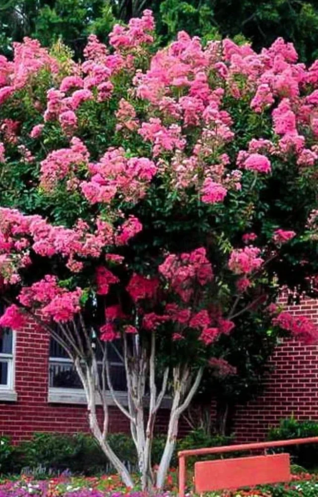 Pink Crape Myrtle Live Plant 18-24" Trade Gallon - Fast Growing Outdoor Shrub - Image 1