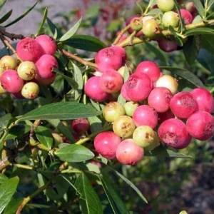 Pink Lemonade Blueberry Edible Fast Growing Fruit 5.25