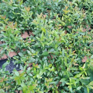 Pink Lemonade Blueberry Edible Fast Growing Fruit 5.25