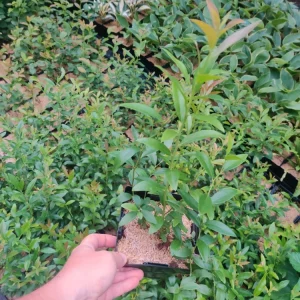 Pink Lemonade Blueberry Edible Fast Growing Fruit 5.25