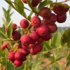 Pink Lemonade Blueberry Edible Fast Growing Fruit 5.25" Pot Perennial UNIQUE - Image 1