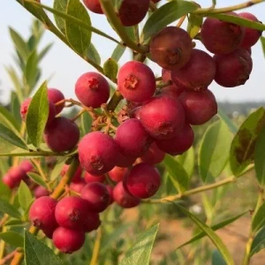 Pink Lemonade Blueberry Edible Fast Growing Fruit 5.25