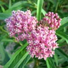 Pink Milkweed Live Plant 4in Pot - Monarch Butterfly Host Plant - Image 1