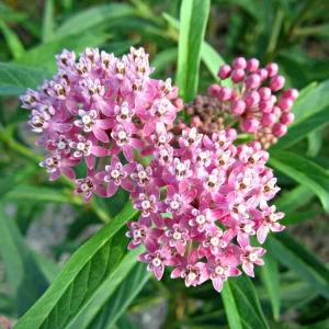 Pink Milkweed Live Plant 4in Pot - Monarch Butterfly Host Plant - Image 1