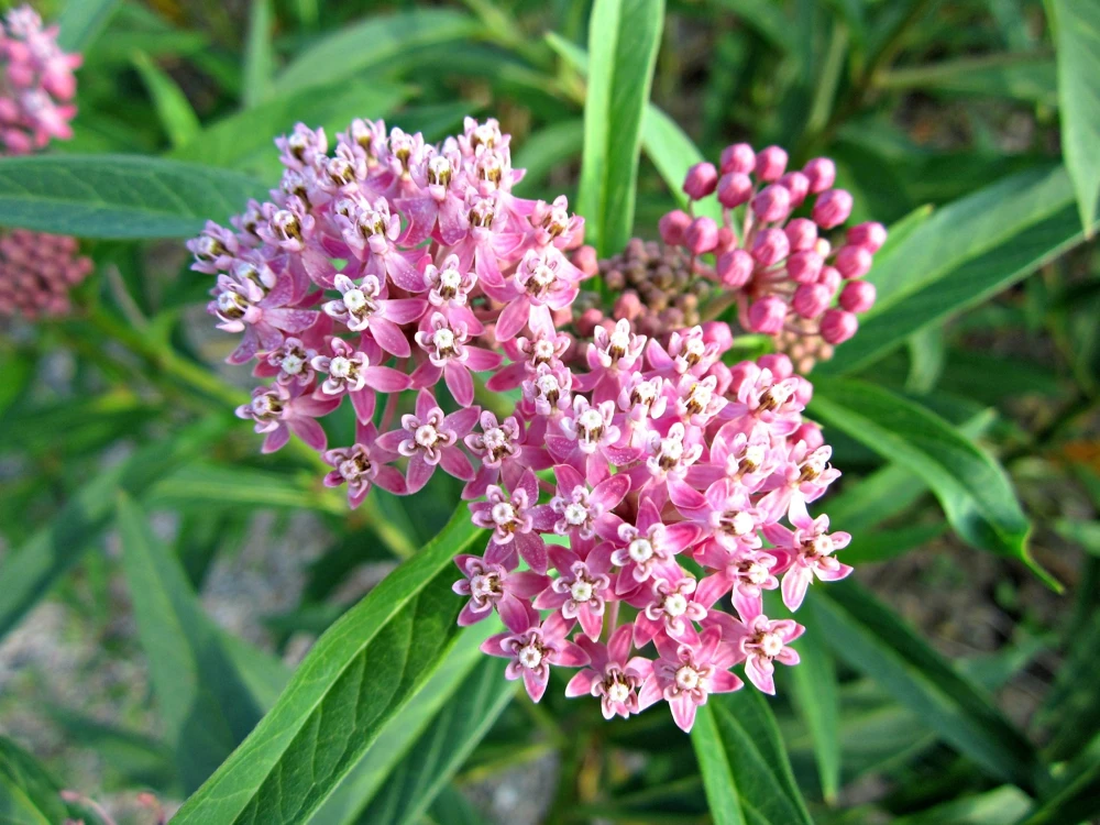 Pink Milkweed Live Plant 4in Pot - Monarch Butterfly Host Plant - Image 1