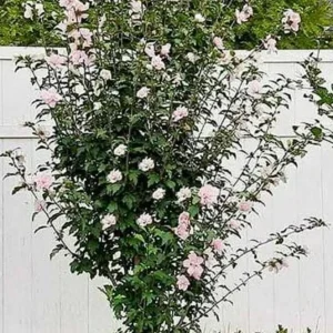 Pink Rose of Sharon Shrub Live Plant - Fast Growing Althea, 2-3' Tall in Quart Pot - Image 2