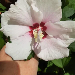 Pink Rose of Sharon Shrub Live Plant - Fast Growing Althea, 2-3' Tall in Quart Pot - Image 1