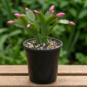 Pink Thanksgiving Cactus Live Plant – Zygocactus Houseplant – Pink Flower – 4 Inch Pot - Image 2