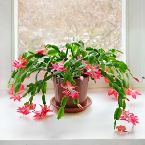 Pink Thanksgiving Cactus Live Plant – Zygocactus Houseplant – Pink Flower – 4 Inch Pot - Image 3