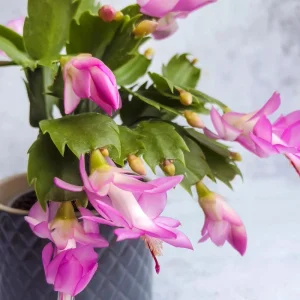 Pink Thanksgiving Cactus Live Plant – Zygocactus Houseplant – Pink Flower – 4 Inch Pot - Image 4