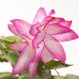 Pink Thanksgiving Cactus Live Plant – Zygocactus Houseplant – Pink Flower – 4 Inch Pot - Image 5