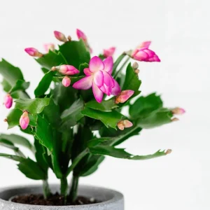 Pink Thanksgiving Cactus Live Plant – Zygocactus Houseplant – Pink Flower – 4 Inch Pot - Image 6