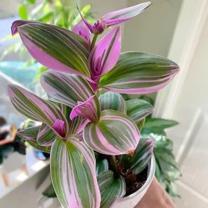Pink Wandering Jew Live Plant - Tradescantia Nanouk Indoor Houseplant - Image 2