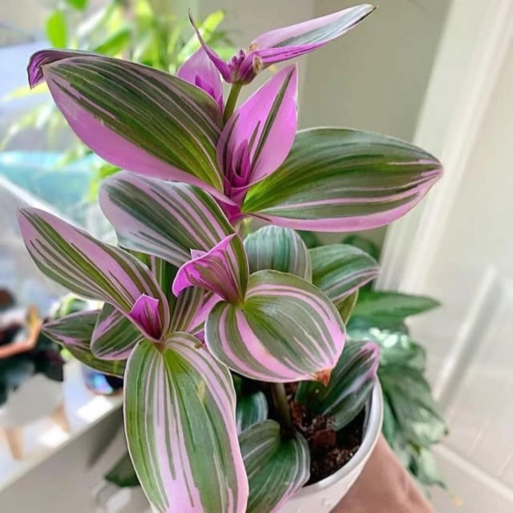 Pink Wandering Jew Live Plant - Tradescantia Nanouk Indoor Houseplant - Image 2