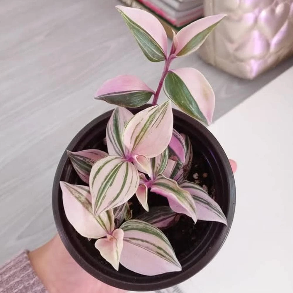 Pink Wandering Jew Live Plant - Tradescantia Nanouk Indoor Houseplant - Image 3