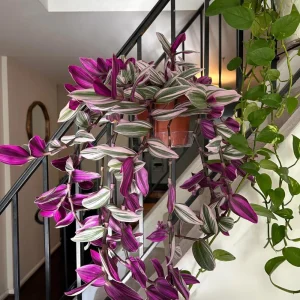 Pink Wandering Jew Live Plant - Tradescantia Nanouk Indoor Houseplant - Image 4
