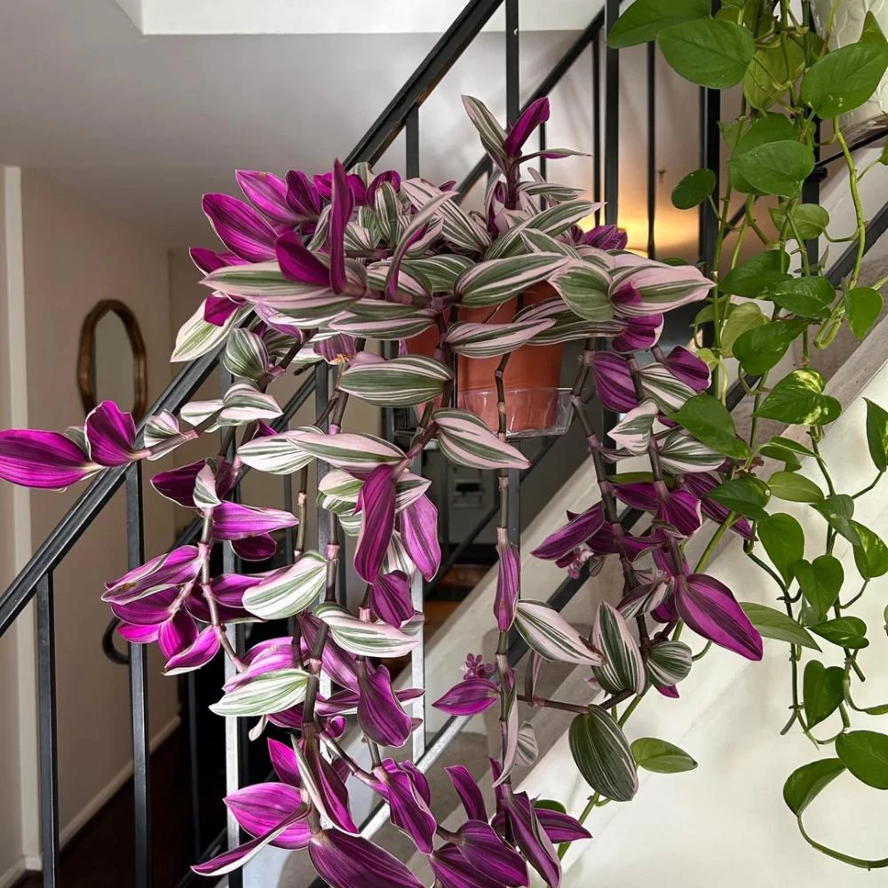 Pink Wandering Jew Live Plant - Tradescantia Nanouk Indoor Houseplant - Image 4