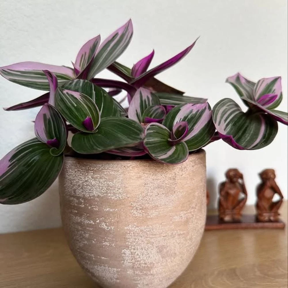 Pink Wandering Jew Live Plant - Tradescantia Nanouk Indoor Houseplant - Image 5
