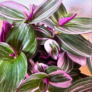Pink Wandering Jew Live Plant - Tradescantia Nanouk Indoor Houseplant - Image 6