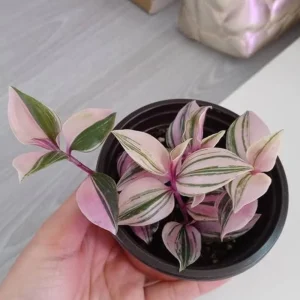 Pink Wandering Jew Live Plant - Tradescantia Nanouk Indoor Houseplant - Image 7