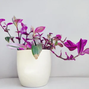Pink Wandering Jew Live Plant - Tradescantia Nanouk Indoor Houseplant - Image 8