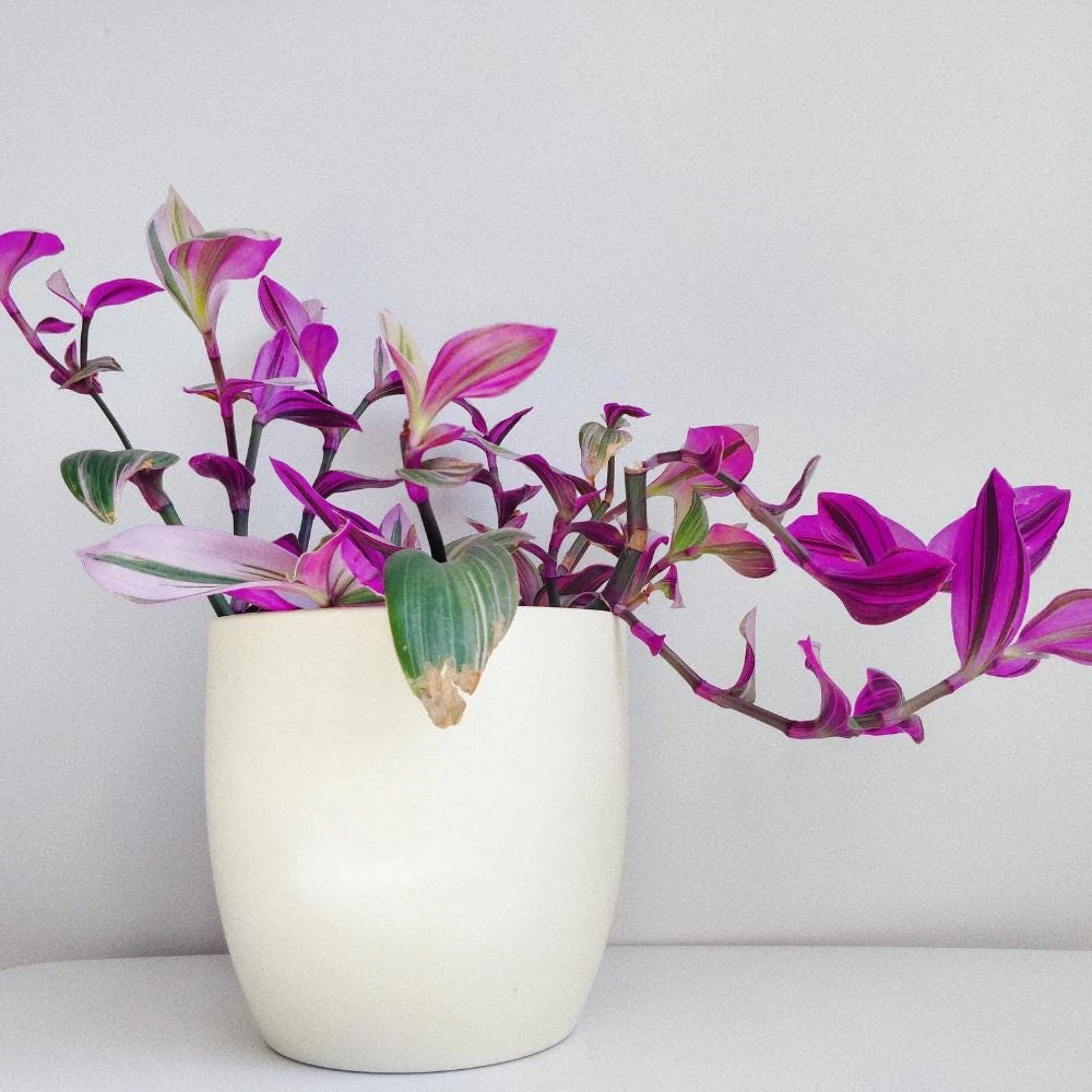 Pink Wandering Jew Live Plant - Tradescantia Nanouk Indoor Houseplant - Image 8