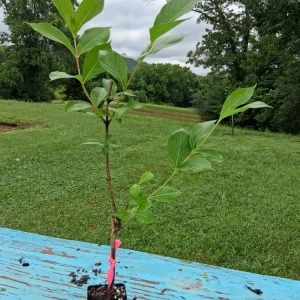 Pink Weigela Live Plant - 18-24