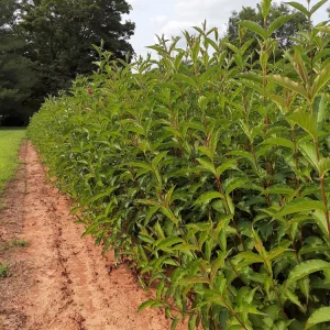 Pink Weigela Live Plant - 18-24