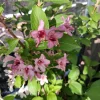Pink Weigela Live Plant - 18-24" Tall Flowering Shrub, Quart Pot - Image 1