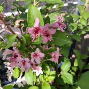 Pink Weigela Live Plant - 18-24