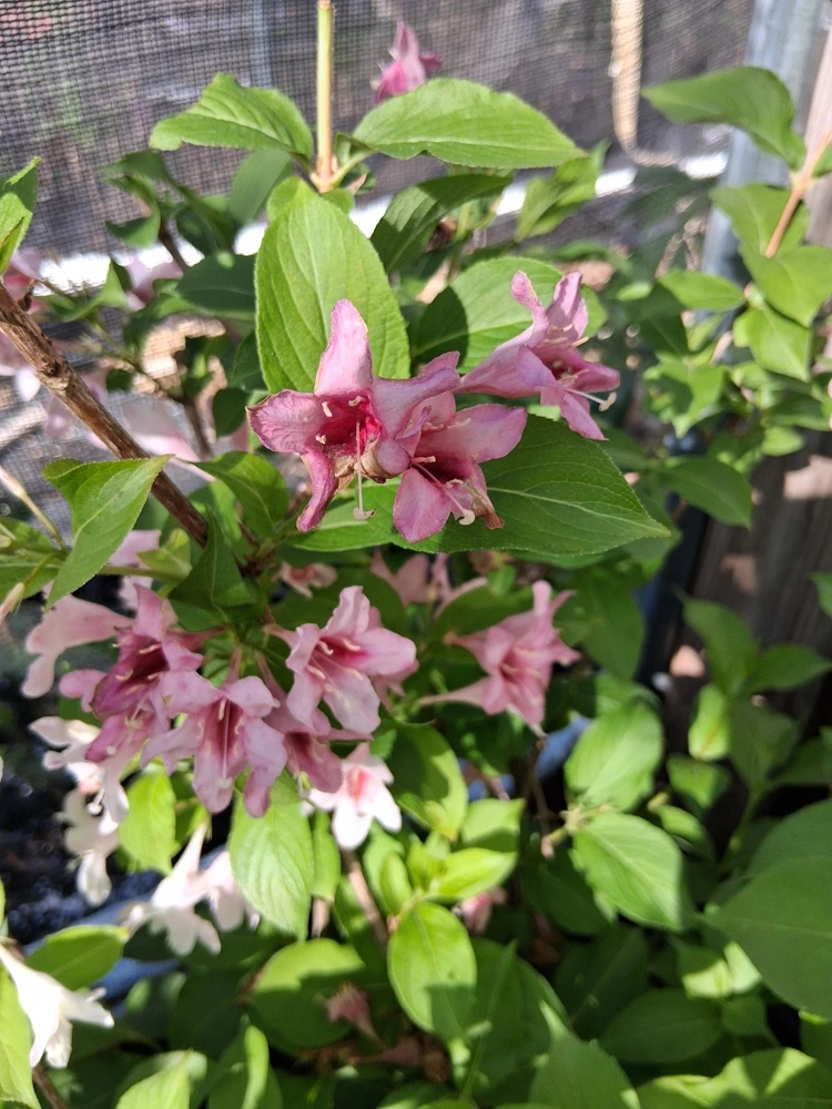 Pink Weigela Live Plant - 18-24" Tall Flowering Shrub, Quart Pot - Image 1