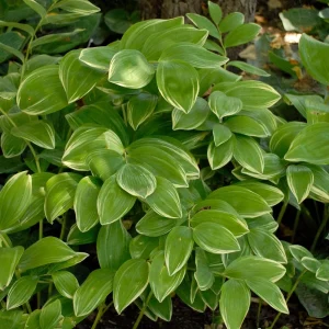 Polygonatum odoratum Variegatum - Solomon's Seal Perennial Live Plant - 5.25" Pot - Image 2