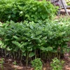 Polygonatum odoratum Variegatum - Solomon's Seal Perennial Live Plant - 5.25" Pot - Image 1